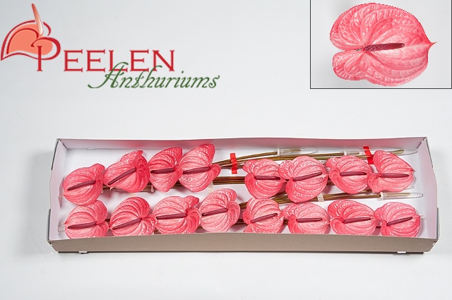 ANTHURIUM CANDY X X10